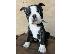 PoulaTo: Boston Terrier – αρσενικό κουτάβι προς πώληση